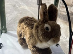 Вчені створили роботів-кроликів для боротьби з пітонами