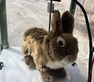 Вчені створили роботів-кроликів для боротьби з пітонами