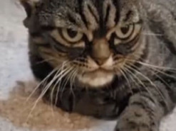 Наступниця Ґрампі: українка в США тримає вдома найпохмурішу кицю в світі