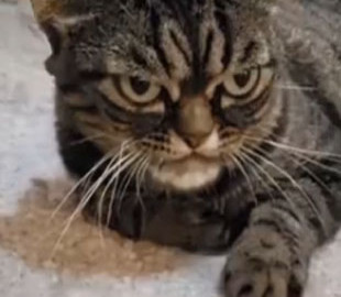 Наступниця Ґрампі: українка в США тримає вдома найпохмурішу кицю в світі