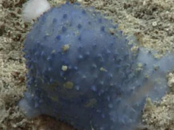 "Блакитний слиз" на дні океану спантеличив дослідників