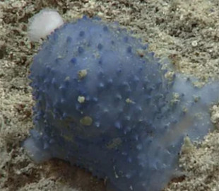 "Блакитний слиз" на дні океану спантеличив дослідників