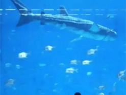 Хотіли побачити живу: китайців обурила акула-робот в новому зоопарку