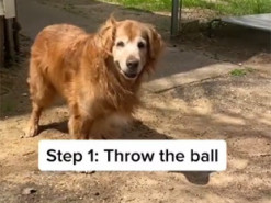 «А ну-ка принеси!» — хозяин снял собаку, которая курьезно играет только с невидимым мячиком