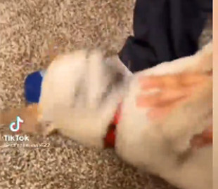 Видео дня: Необычное чихание собаки покорило интернет