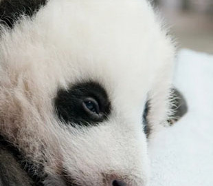 В США детеныш панды получил имя "маленькое чудо" и стал звездой интернета