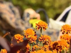 Тепло повертається: синоптики розповіли, коли в Україні розпочнеться бабине літо