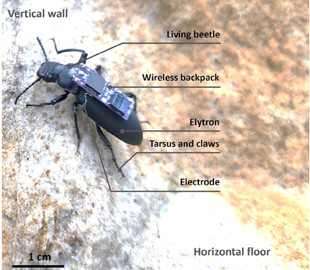 Біоінженери створили жуків-кіборгів для пошуку людей під завалами