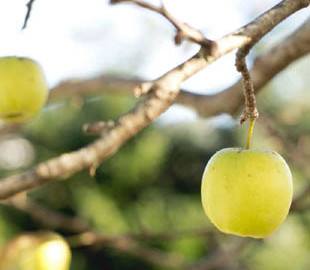 Як регулярне вживання яблук впливає на імунітет