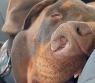 «Работала, не покладая лап»: собака уснула в машине и до слез рассмешила соцсети