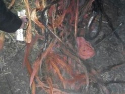 Запорожцы срезали кабели "Укртелекома"