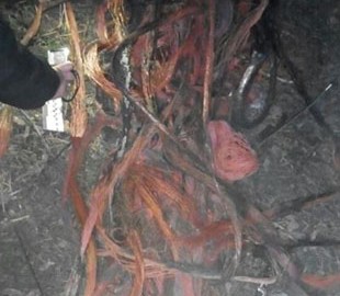 Запорожцы срезали кабели "Укртелекома"