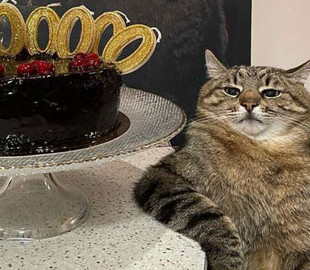 Украинский котик набрал один миллион подписчиков