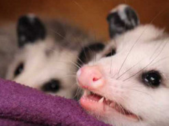 Зоозащитница взяла «интервью» у животных: о чем они рассказали