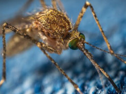 Зміни клімату роблять інфекційні захворювання небезпечнішими – вчені