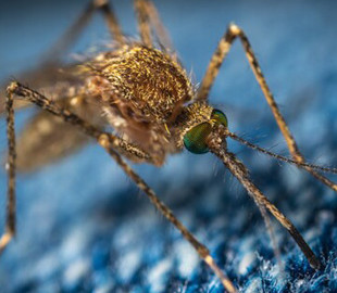 Зміни клімату роблять інфекційні захворювання небезпечнішими – вчені