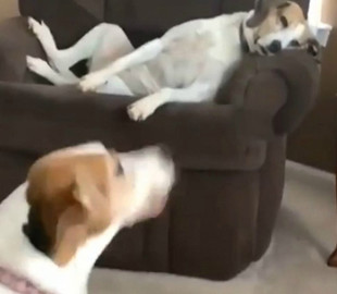 Собака на кресле показала крайнюю степень усталости от жизни