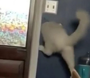 «Жидкий» кот нашел оригинальный способ сбежать из комнаты