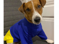 Пес Патрон у патріотичному вбранні привітав українців з Днем Державності: фото маленького героя