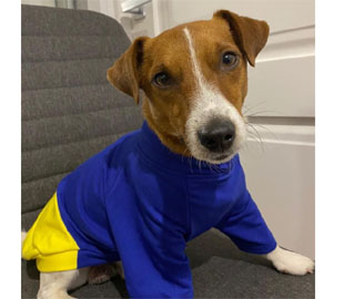 Пес Патрон у патріотичному вбранні привітав українців з Днем Державності: фото маленького героя