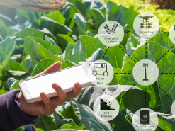 Технологии Интернета вещей используются для мониторинга и контроля за зелеными насаждениями