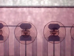 Біочипи людського мозку тепер можна орендувати за $500 на місяць