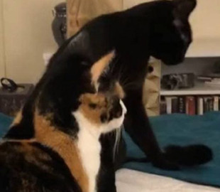 Хитрый кот показал забавную тактику нападения на подружку
