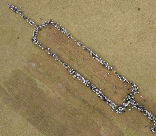 В Германии пастухи выстроили стадо овец и коз в форме шприца