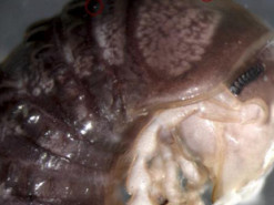 Ученые открыли новый вид паразитических грибов по фото в Twitter