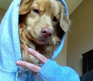 Смешные селфи, которые поднимут вам настроение