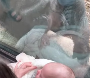 В зоопарке мама показала горилле своего малыша, и реакция обезьяны растрогала соцсети