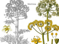 Вчені знову знайшли «чудодійну рослину», яка вважалася вимерлою 2000 років