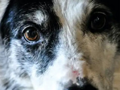 Штучний інтелект допоможе у догляді за котом чи собакою