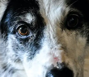 Штучний інтелект допоможе у догляді за котом чи собакою