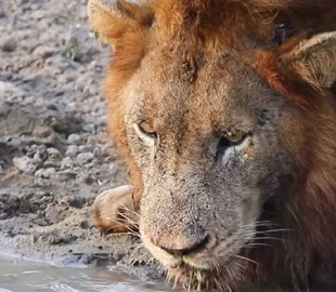 В ЮАР смелая черепаха прогнала львов с водопоя