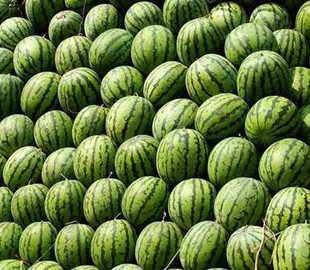 Херсонський кавун, вивезений з-під окупації, продали на аукціоні – гроші підуть на ЗСУ