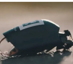 У Німеччині розробили комах-розвідників для використання у військових цілях: як вони виглядають