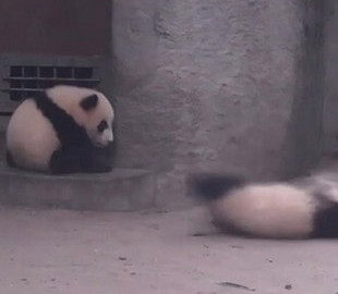Сеть насмешила панда-симулянтка