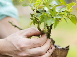 Блогеры и бизнесмены собрали 20 млн долларов на посадку деревьев