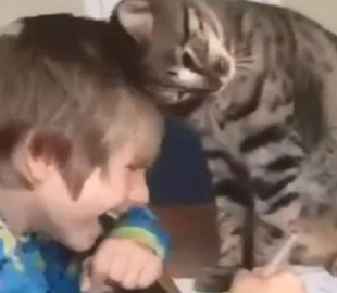 Властный кот отвлекал юного хозяина от домашнего задания