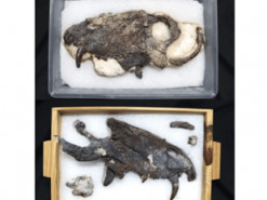 "Жахлива голова": знайдена скам'янілість належала величезному хижаку, що жив ще до динозаврів