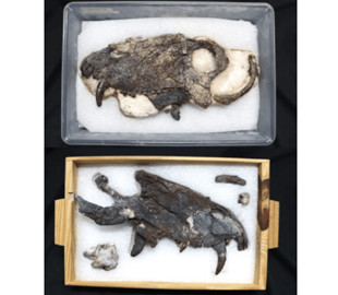 "Жахлива голова": знайдена скам'янілість належала величезному хижаку, що жив ще до динозаврів