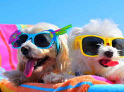 Створено сервіс для планування подорожей з домашніми тваринами