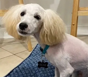 После грумера собака стала похожа на знаменитого клоуна Пеннивайза. Фото