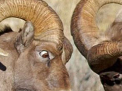 Три знаки Зодіаку, які можуть завтра посваритися з близькими