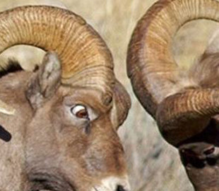 Три знаки Зодіаку, які можуть завтра посваритися з близькими