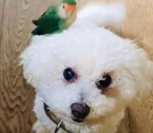 Завжди разом: папуга та собака стали кращими друзями