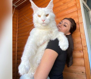 «Путают с собакой»: кот «Кефир» пугает прохожих своими размерами