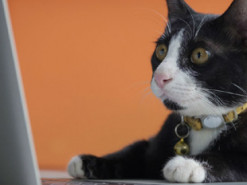 Роботи в IT побільшало: кого шукають частіше