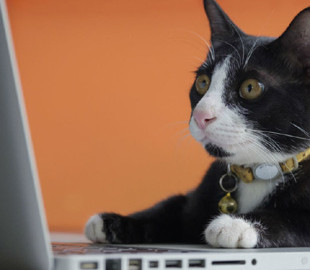 Роботи в IT побільшало: кого шукають частіше